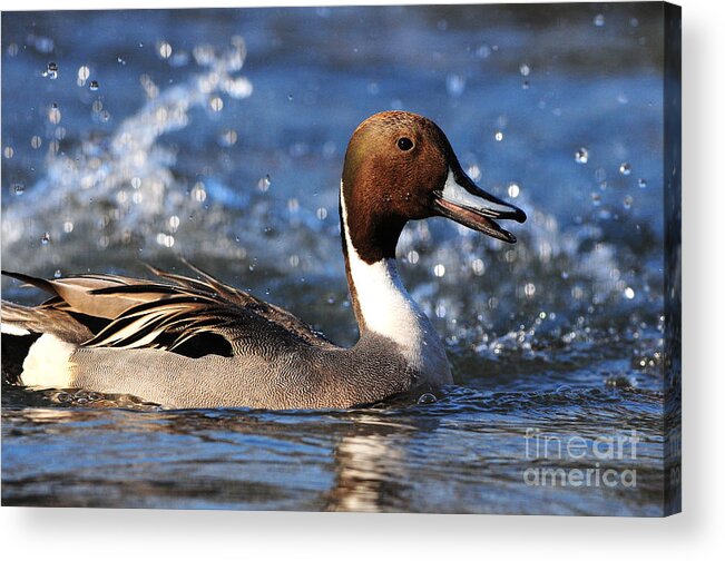 Nature Acrylic Print featuring the photograph Male Northern Pintail by Olivia Hardwicke