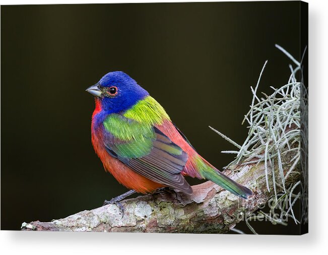 Male Painted Bunting Acrylic Print featuring the photograph Male Painted Bunting Fernandina Beach Florida by Dawna Moore Photography