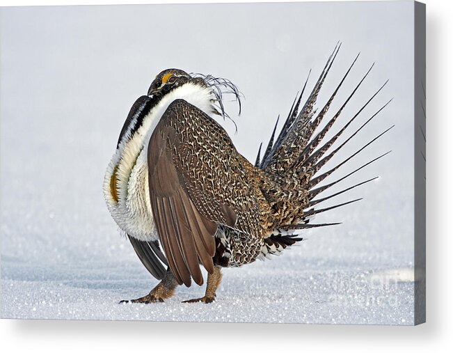 Grouse Acrylic Print featuring the photograph Male Sage Grouse by Bill Singleton