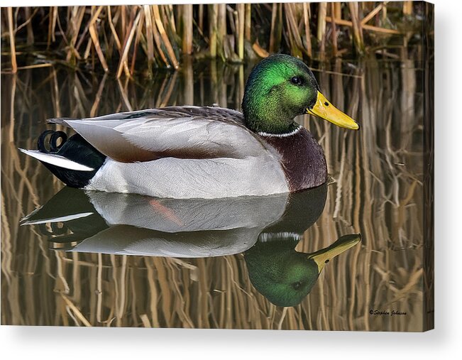 Ducks Acrylic Print featuring the photograph Mallard Drake Reflections by Stephen Johnson