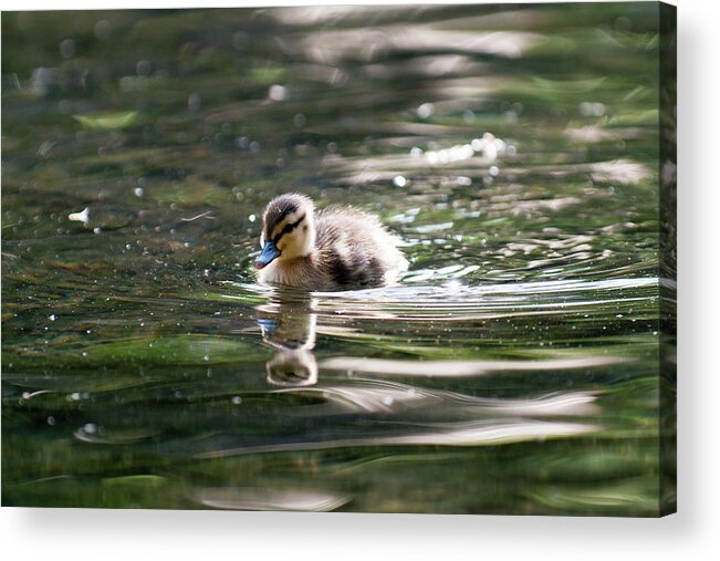 Wake Acrylic Print featuring the photograph Mallard Duck Duckling Swimming In Pond by Scott R Larsen