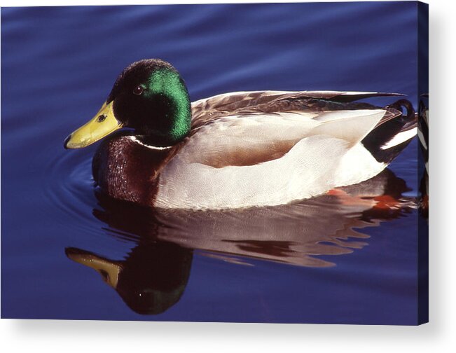 Duck Acrylic Print featuring the photograph Mallard In The Mirror by Ginny Barklow