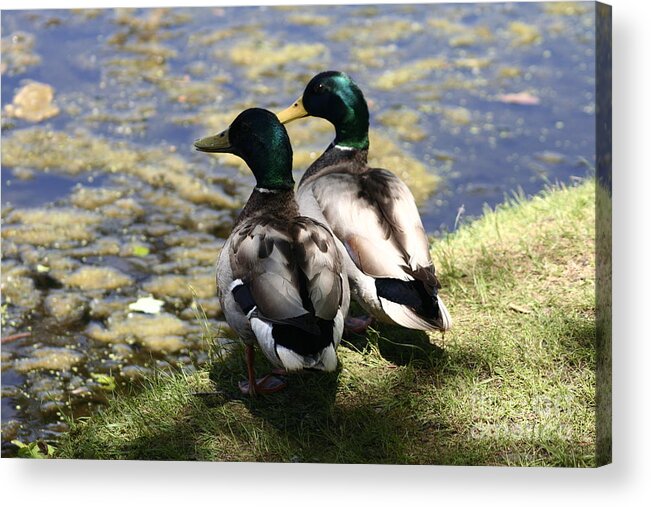 Pair Of Male Mallards Acrylic Print featuring the photograph Mallards by B Rossitto