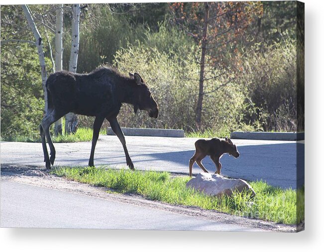 Cow Moose Acrylic Print featuring the photograph Mama and Baby Moose by Fiona Kennard