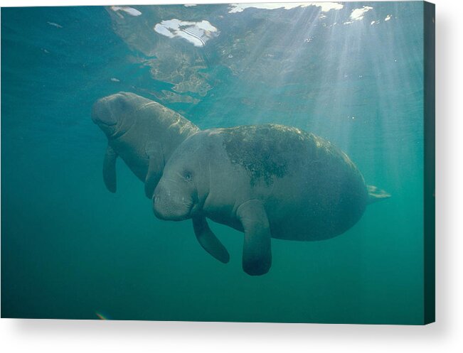 West Indian Manatee Acrylic Print featuring the photograph Manatee Mother And Calf by Andrew J. Martinez