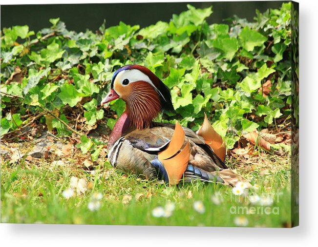 Animal Acrylic Print featuring the photograph Mandarin Duck in the grass by Amanda Mohler