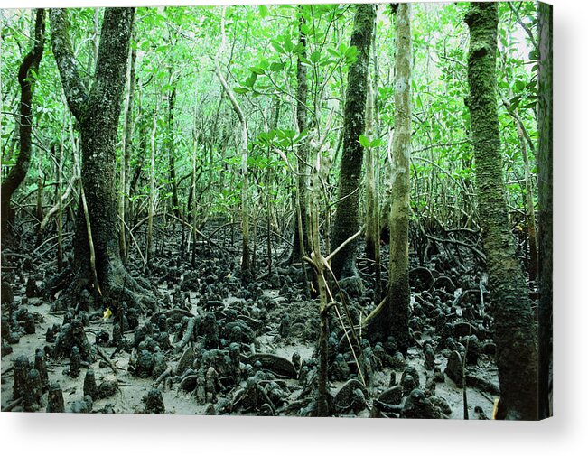 Swamp Acrylic Print featuring the photograph Mangrove Tree by Andrew Mcclenaghan/science Photo Library.