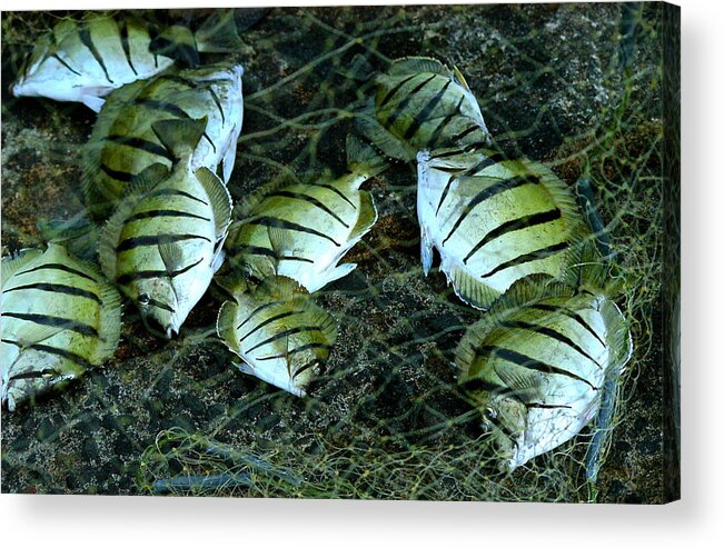 Hawaii Acrylic Print featuring the photograph Manini Catch by Lehua Pekelo-Stearns