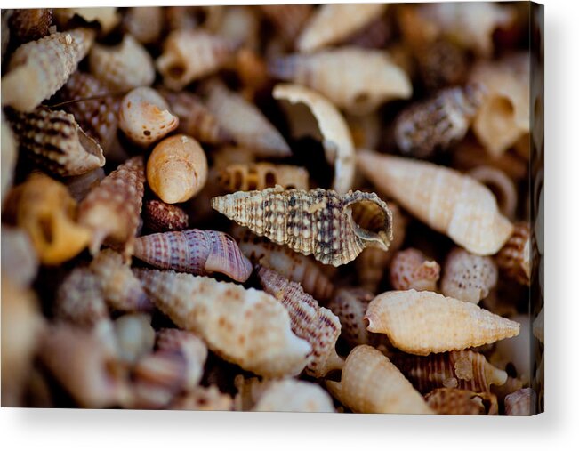 Shells Acrylic Print featuring the photograph Many Shells by Carole Hinding