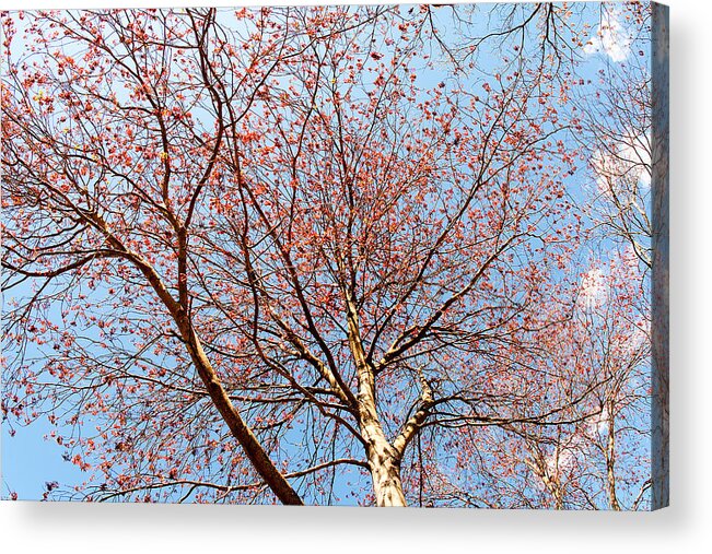 Maple Acrylic Print featuring the photograph Maple in Bloom by Kristia Adams