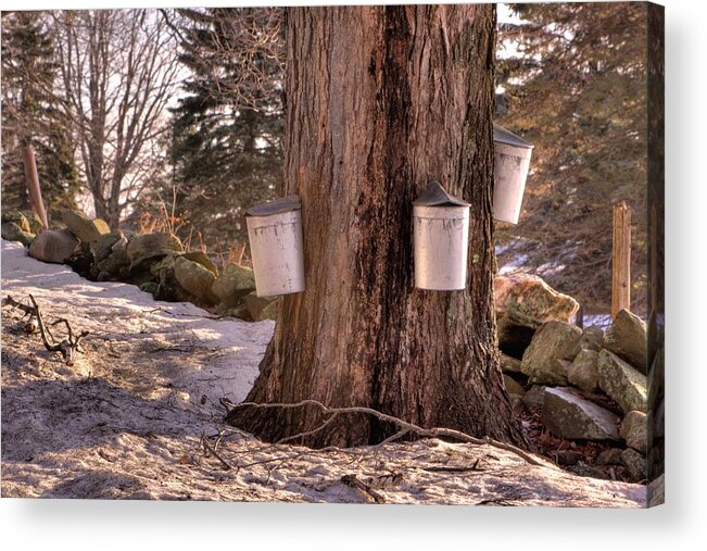 Maple Tree Acrylic Print featuring the photograph Maple Syrup Buckets by Tom Singleton