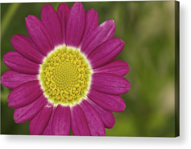 Marguerite Daisy Acrylic Print featuring the photograph Marguerite by Penny Meyers