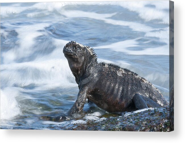 534122 Acrylic Print featuring the photograph Marine Iguana Academy Bay Galapagos by Tui De Roy