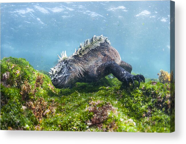 Tui De Roy Acrylic Print featuring the photograph Marine Iguana Feeding On Algae Punta by Tui De Roy
