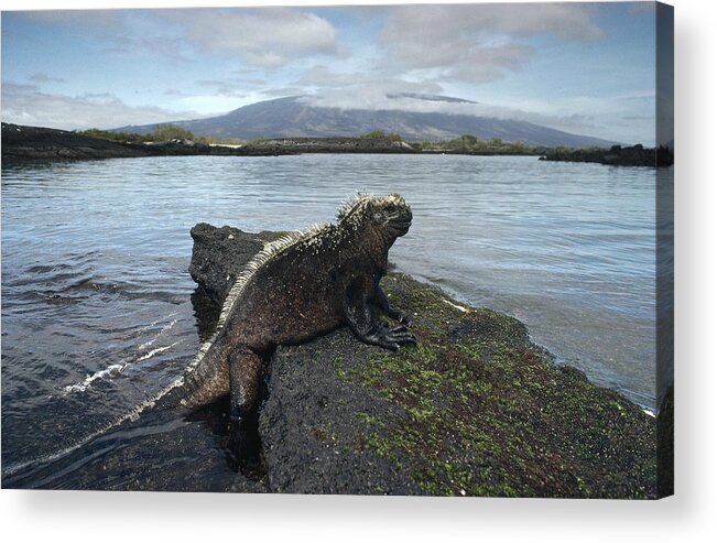Feb0514 Acrylic Print featuring the photograph Marine Iguana Punta Espinosa Galapagos by Tui De Roy