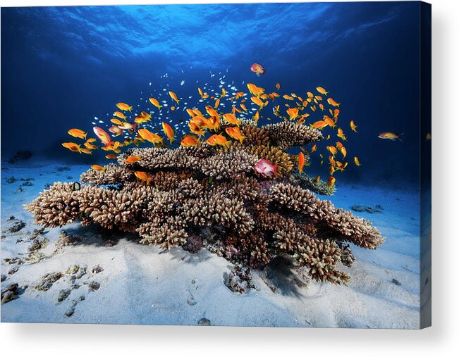 Reef Acrylic Print featuring the photograph Marine Life by Barathieu Gabriel