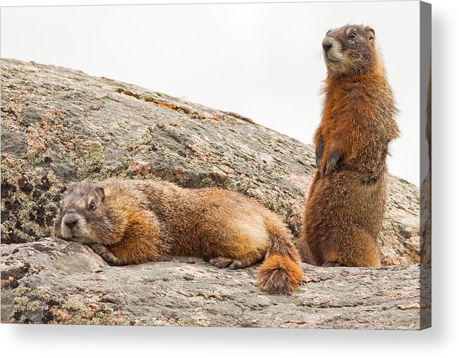 Yellow Bellied Marmot Acrylic Print featuring the photograph Marmots in Yellowstone by Natural Focal Point Photography