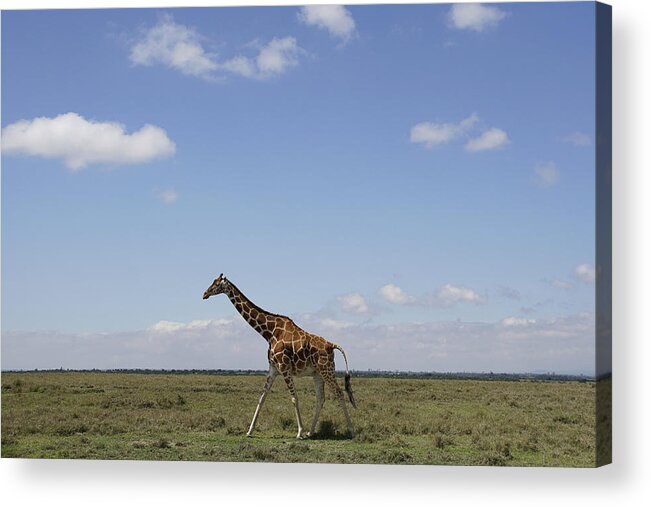 Hiroya Minakuchi Acrylic Print featuring the photograph Masai Giraffe On Savanna Masai Mara by Hiroya Minakuchi