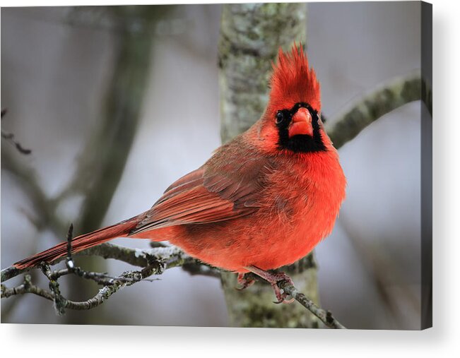 Cardinal Acrylic Print featuring the photograph Masked Marvel by Gary Hall