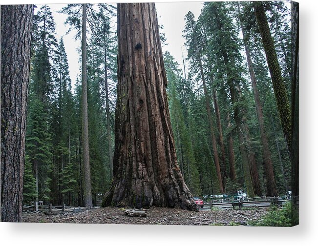 Redwoods Acrylic Print featuring the photograph Master of the Forest by Weir Here And There