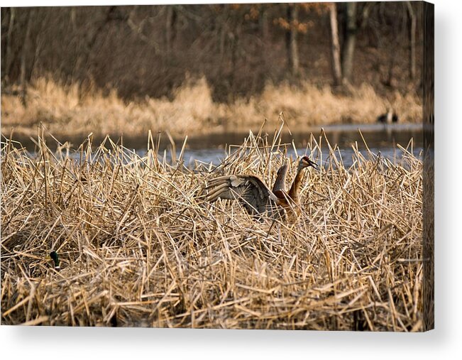 Sandhill Crane Acrylic Print featuring the photograph Mate Returning with Dinner by Theo OConnor