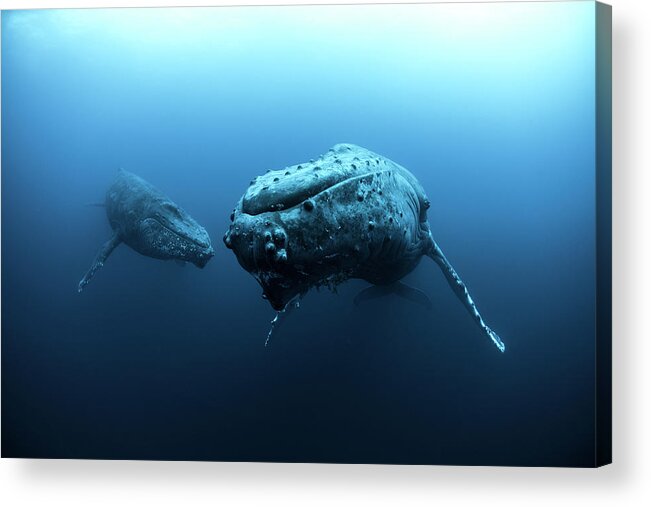 Underwater Acrylic Print featuring the photograph Mature Female And Young Male Escort by Rodrigo Friscione