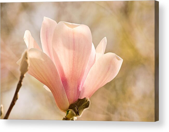 Magnolia Acrylic Print featuring the photograph May Morning Magnolia by Theo OConnor