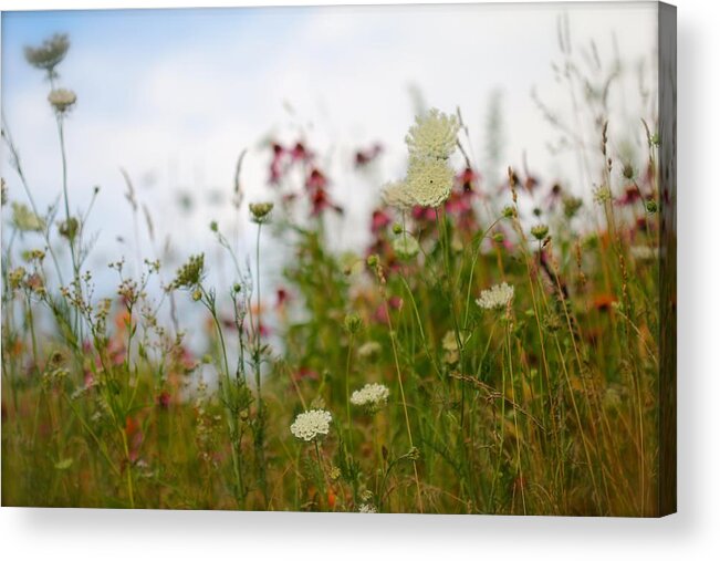 Nature Acrylic Print featuring the photograph Meadow Flowers by Tracy Male