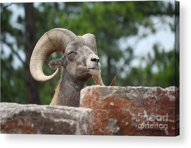 Dall Sheep Acrylic Print featuring the photograph Meditating by Veronica Batterson