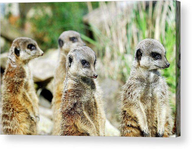 Meerkat Acrylic Print featuring the photograph Meerkats by Heiti Paves