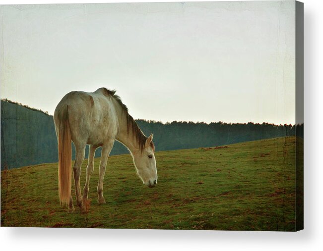 Horse Acrylic Print featuring the photograph Meeting Before Christmas by Maria Jose Valle Fotografia