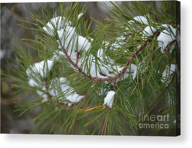Melting Snow In The Pines Acrylic Print featuring the photograph Melting Snow in the Pines by Maria Urso