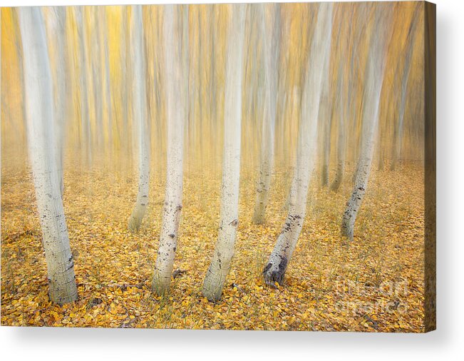 Autumn Acrylic Print featuring the photograph MEMORY of TREES by Alice Cahill