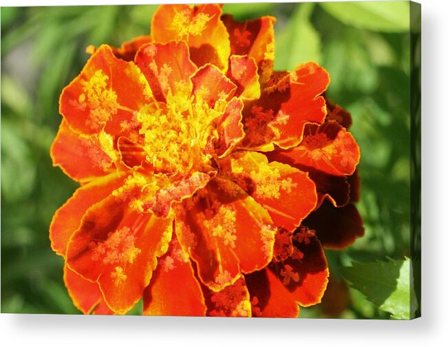 Macro Acrylic Print featuring the photograph Merry Marigold by Barbara S Nickerson