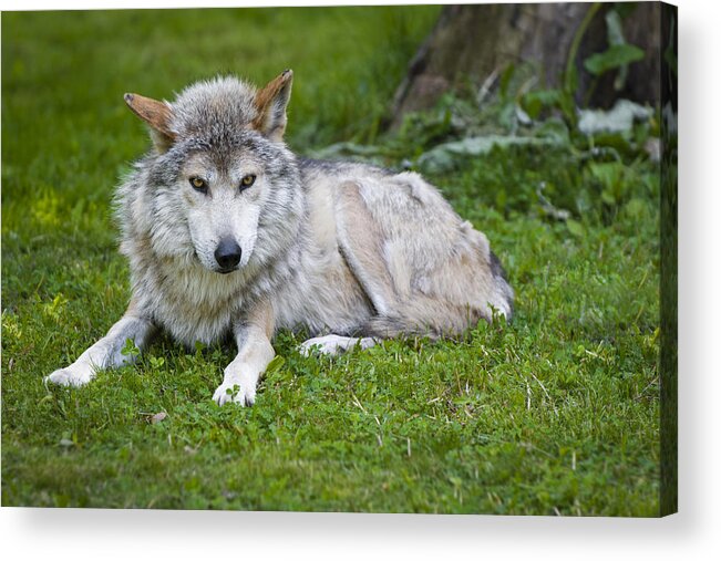 Canis Lupus Baileyi Acrylic Print featuring the photograph Mexican Gray Wolf by Sebastian Musial