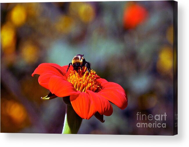 Tithonia Rotundifolia Acrylic Print featuring the photograph Mexican Sunflower Open House Party Time by Byron Varvarigos