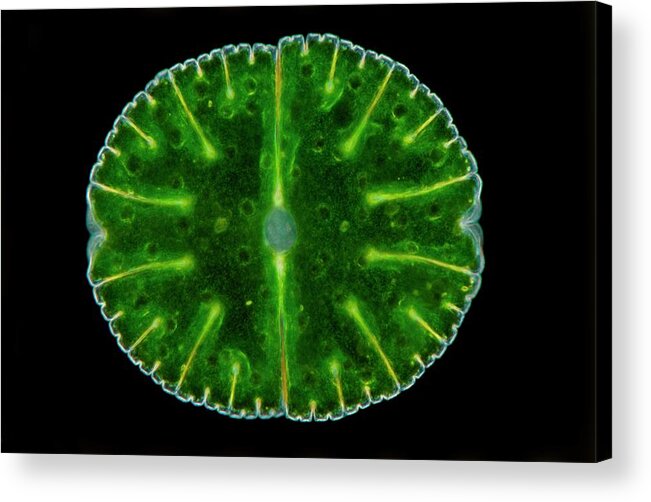 Black Background Acrylic Print featuring the photograph Microscope Image Of A Desmid by Dorling Kindersley/uig