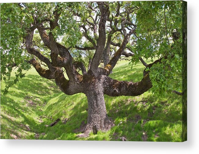 Tree Acrylic Print featuring the photograph Mighty Oak by Robin Mayoff