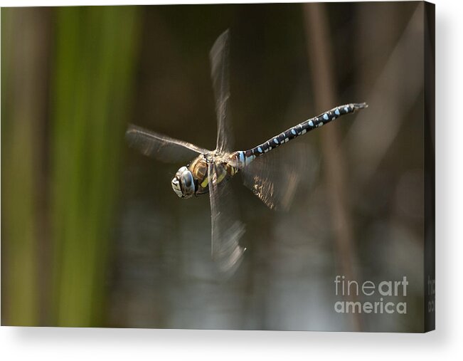 Dragonfly Acrylic Print featuring the photograph Migrant Hawker dragonfly in flight by Tony Mills