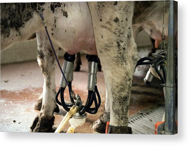 Cow Acrylic Print featuring the photograph Milking A Cow by Photostock-israel/science Photo Library