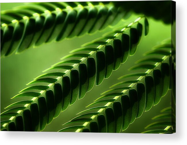 Mimosa Tree Leaves Acrylic Print featuring the photograph Mimosa Tree Leaf Abstract by Michael Eingle