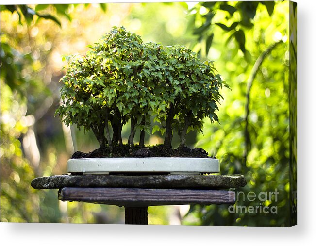 Bonsai Acrylic Print featuring the photograph Miniature Green Forest Bonsai by Beverly Claire Kaiya