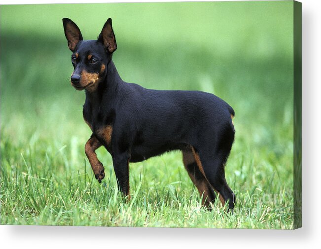 Dog Acrylic Print featuring the photograph Miniature Pinscher by Rolf Kopfle