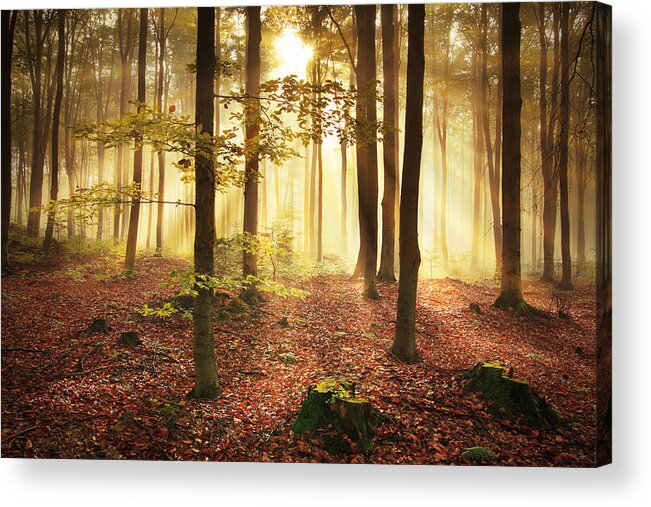 Environmental Conservation Acrylic Print featuring the photograph Misty Forest During Autumn by Konradlew