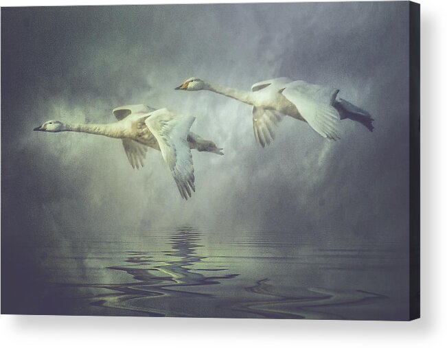 Swans Acrylic Print featuring the photograph Misty Moon Shadows by Brian Tarr