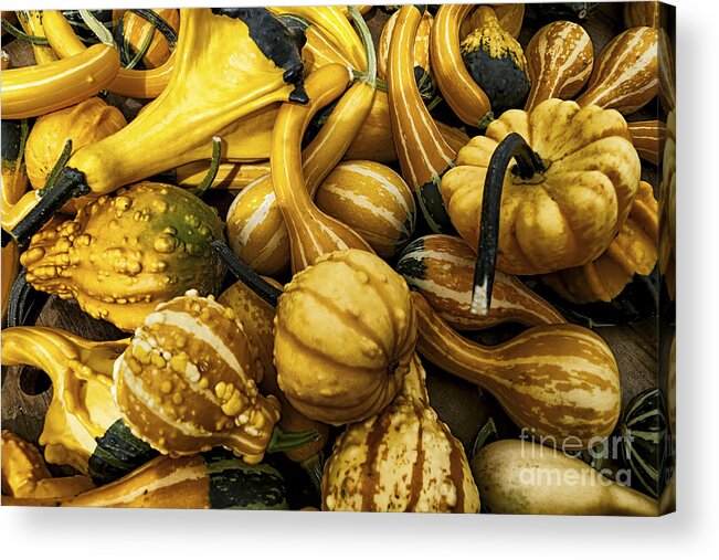 Gourds Acrylic Print featuring the photograph Mixed Gourds by Mark Miller