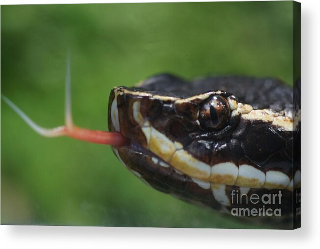 Nature Acrylic Print featuring the photograph Moccasin Snake by Rudi Prott