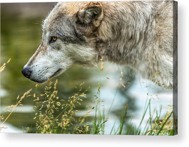 Wolf Acrylic Print featuring the photograph Momentum by Yeates Photography