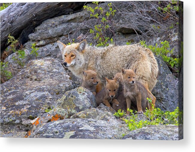 Coyote Acrylic Print featuring the photograph Mom's Back by Aaron Whittemore
