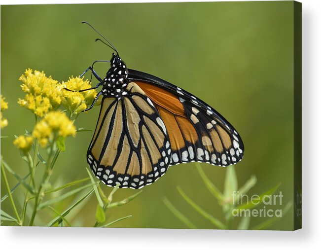 Wildflowers Acrylic Print featuring the photograph Monarch 2014 by Randy Bodkins